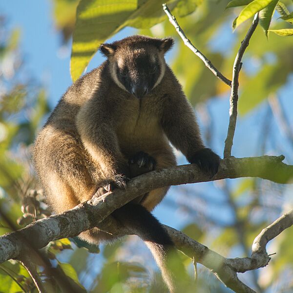 Lumholtz's tree-kangaroo