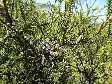 Melaleuca adnata (foliage and fruits)