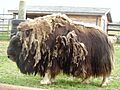 Musk ox