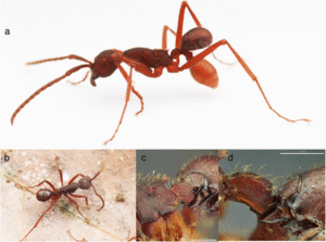 N. kronaueri on army ant