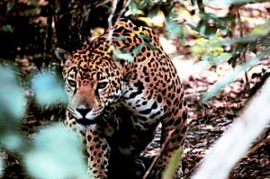 A jaguar in Belize
