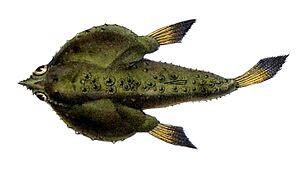 Ogcocephalus notatus Castelnau.jpg