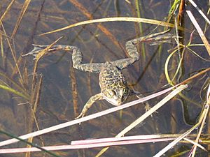 Oregon Spotted Frog (Rana pretiosa) (8895523540)