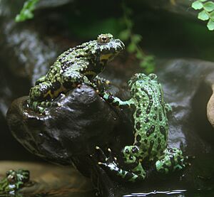 Oriental fire-bellied toads at the terrarium
