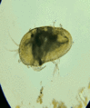 Ostracod swimming motions 20200520