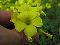 Oxalis pes-caprae flower5 (14706879736)