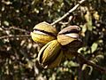 Pecan-nuts-on-tree
