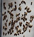 Phyllis nobla seeds II, by Omar Hoftun