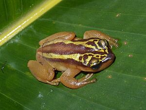 Phytotriades auratus.jpg