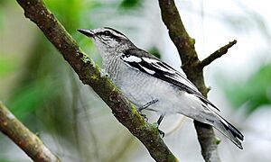 Pied Triller male.jpg