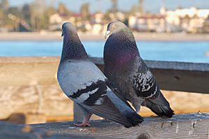 Pigeons courting 4867