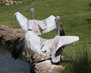 Pink backed pelican dorsal