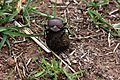 Plum dung beetle (Anachalcos convexus) 3 of 4