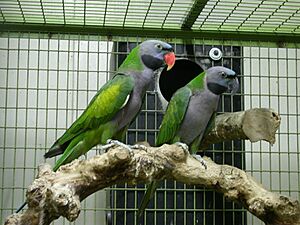 Psittacula derbiana (pair) -captive-8a.jpg