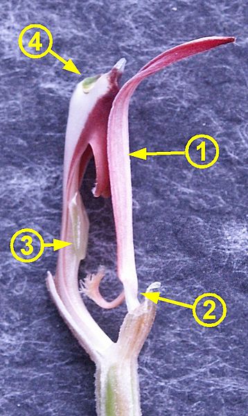 Pterostylis coccinea 051002a