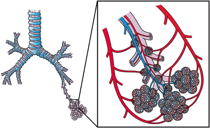 Pulmonary Blood Circulation