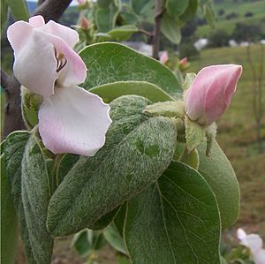 Quince flowers