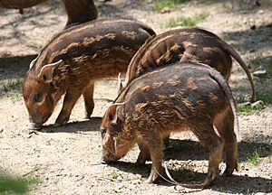 RedRiverHog2 CincinnatiZoo