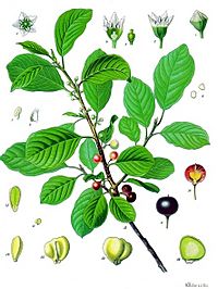 Rhamnus frangula - Köhler–s Medizinal-Pflanzen-120.jpg