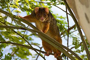 Ringtail Possum. Brisbane