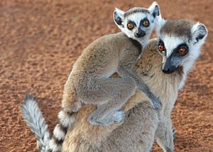 Ringtailed Lemurs in Berenty