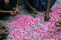 Rosepetals