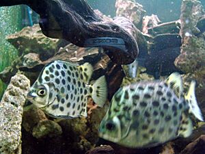 Scatophagus argus (Wroclaw zoo)-2.JPG