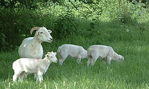 Sheep, Broadnymett, North Tawton, Devon - geograph.org.uk - 449780