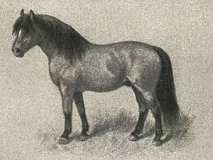 Shetland pony 1