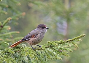 Siberian Jay (Perisoreus infaustus) 02