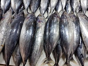 Skipjack tuna (Katsuwonus pelamis) in a Philippine fish market.jpg