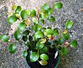 Small Leaved Laurel