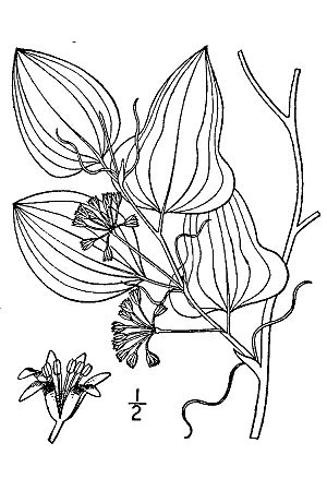 Smilax pseudochina L. - bamboo vine SMPS.jpg