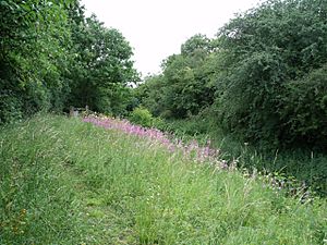 Snakeholme Pit Nature Reserve (geograph 2511839).jpg