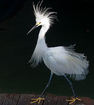 Snowy Egret Plume