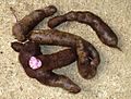 Solanum tuberosum - guadacho
