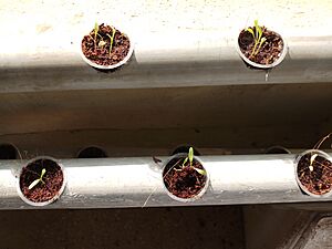 Spinach sapling 5 day old by aquaponics