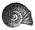 Stagnicola utahensis shell 2