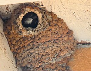 Swallow nest occupied by House Sparrow
