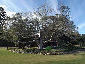 Sweeney's Reserve at Petrie, Queensland