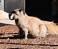 Taronga Zoo capybara 001