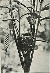 The Journal of the South African Ornithologists' Union (1905) (14749479424)