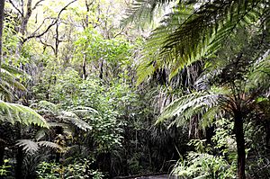 The jungle inside Waipoua Forest