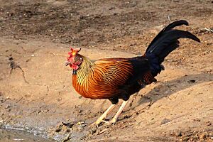 Thimindu 2009 09 04 Yala Sri Lanka Junglefowl 1
