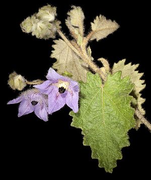 Thomasia macrocarpa - Flickr - Kevin Thiele (1).jpg