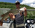 Tiger Muskellunge - Tioga-Hammond and Cowanesque Lakes - Pennsylvania - 2013-06-03