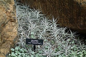 Tillandsia albida - Longwood Gardens - DSC01115