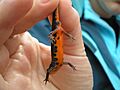 Triturus boscai.002