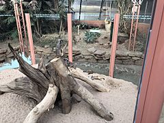 Tropical World Meerkats