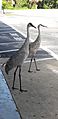 Two Florida Sandhill Cranes at a gas station near Cape Canaveral, Florida